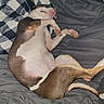 animal, bed, blanket, brown, canine, comforter, cozy, cute, dog, fur, indoor, nose, paw, pet, pink, relaxed, resting, sleeping, tail, white