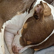 Piper is registered to the contest to win money with this photo: dog, sleeping, brown, white, close_up, pet, fur, blanket, resting, indoor, canine, nap, cozy, animal, cute, relaxation, soft, ears, snout, peaceful