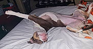 Piper joined the competition — help win amazing prizes! dog, bed, sleeping, upside_down, paw, blanket, indoor, relaxed, brown_and_white, stretching, nose, ears, fur, tail, cozy, resting, domestic, cute, animal, pet
