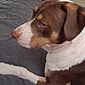 Piper is registered to the contest to win money with this photo: dog, pet, brown, white, side_profile, bed, comforter, indoor, canine, animal, looking_away, resting, fur, ears, snout, paw, quiet, calm, domestic, house