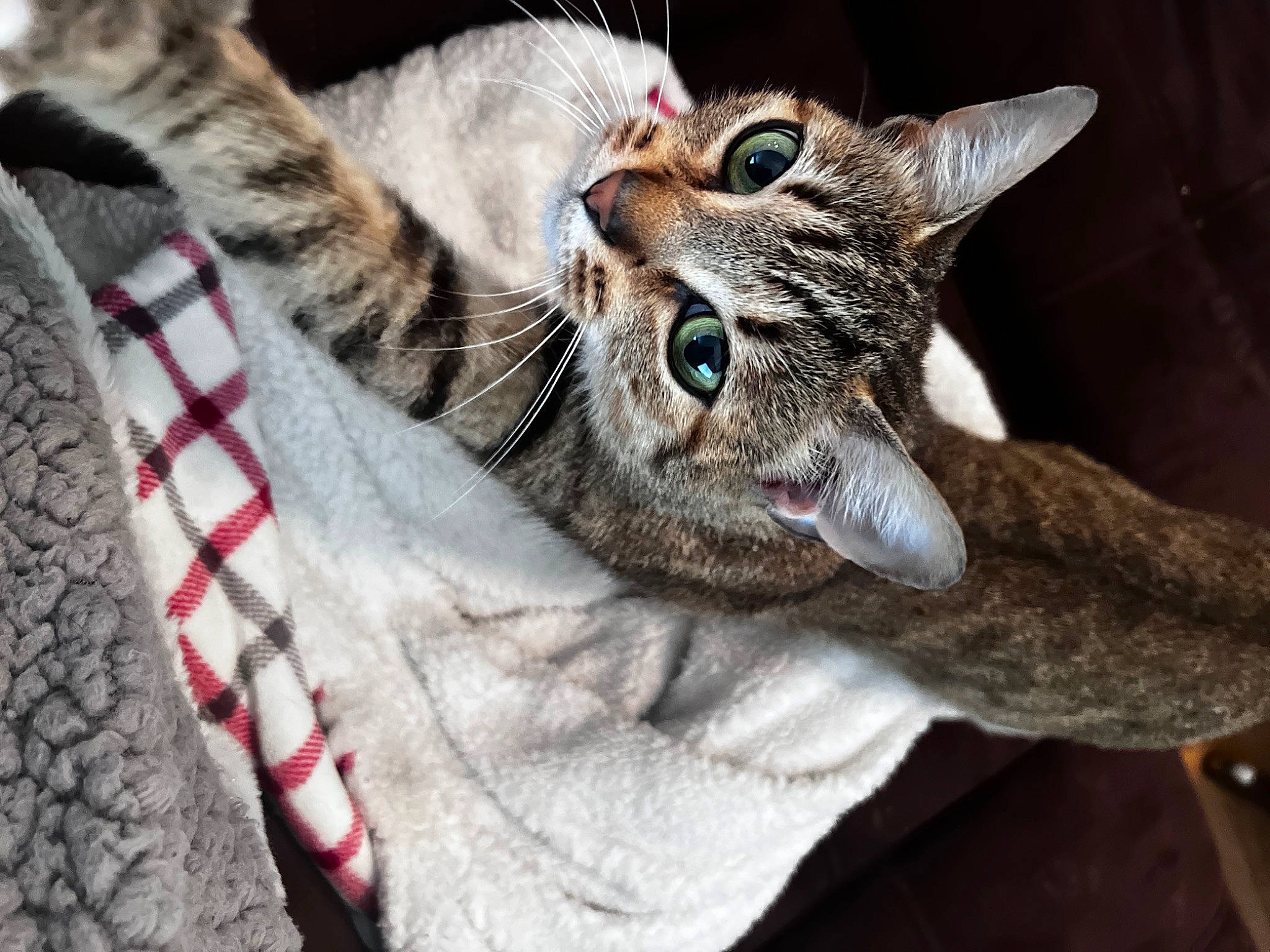 Sarah joined the competition — help win amazing prizes! carnivore, cat, claw, collar, domestic_short_haired_cat, fang, felidae, fur, paw, small_to_medium_sized_cats, snout, tail, terrestrial_animal, tree, whiskers, wildlife, window