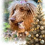 dog, poodle, holiday, christmas_tree, ornaments, star, gifts, ribbons, pearls, fur, decorations, indoors, blurred_background, soft_lighting, festive, wrapped_presents, winter, celebration, pet, portrait