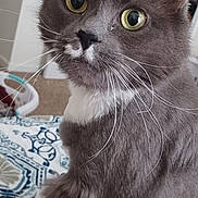 Misty is registered to the contest to win money with this photo: cat, grey_cat, white_fur, yellow_eyes, whiskers, indoor, bedspread, patterned_bedspread, close_up, pet, feline, curious, sitting, domestic_animal, household, furniture, soft_fur, animal_portrait, whiskers_visible, ears