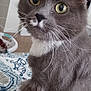 cat, grey_cat, white_fur, yellow_eyes, whiskers, indoor, bedspread, patterned_bedspread, close_up, pet, feline, curious, sitting, domestic_animal, household, furniture, soft_fur, animal_portrait, whiskers_visible, ears