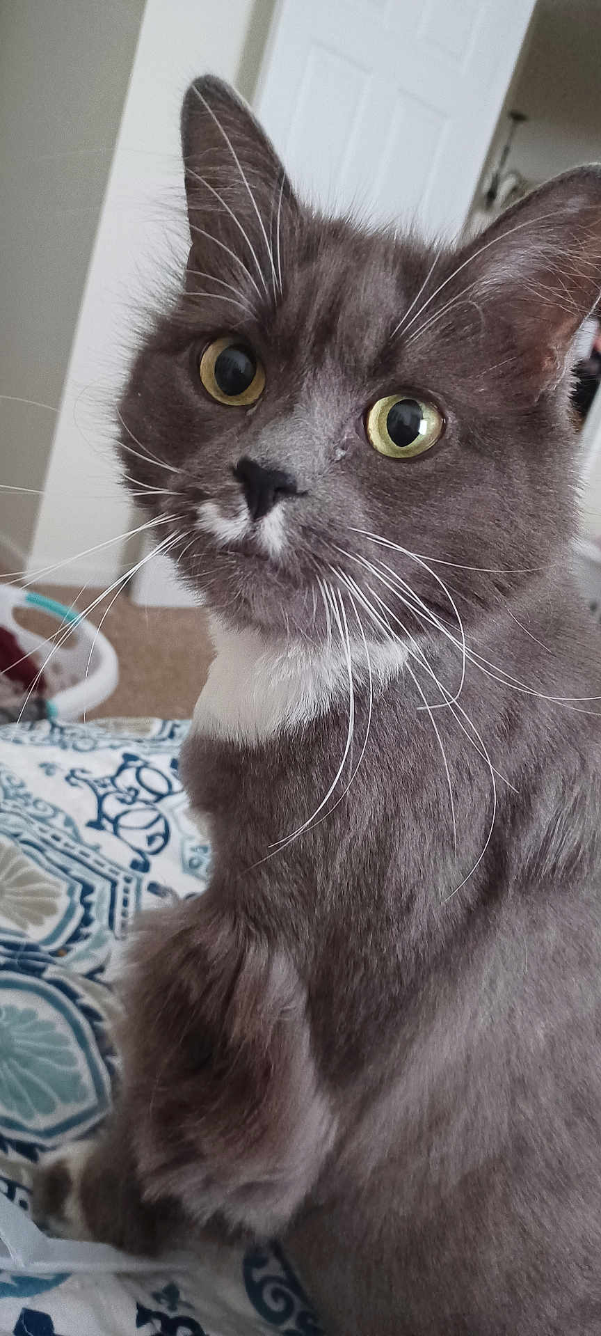 Misty