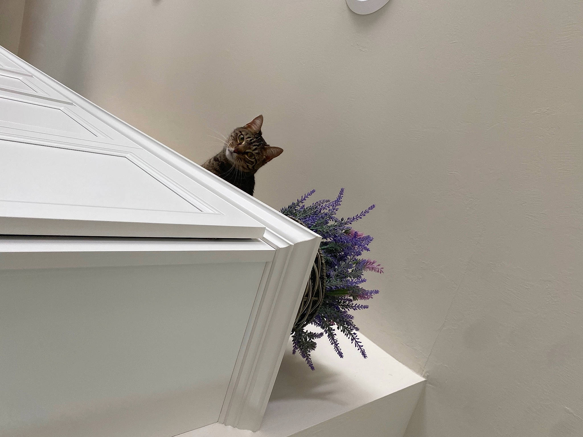 Shookums joined the competition — help win amazing prizes! carnivore, cat, domestic_short_haired_cat, felidae, flower, flowerpot, grey, houseplant, material_property, plant, plaster, rectangle, room, shelf, shelving, small_to_medium_sized_cats, twig, whiskers, window, wood