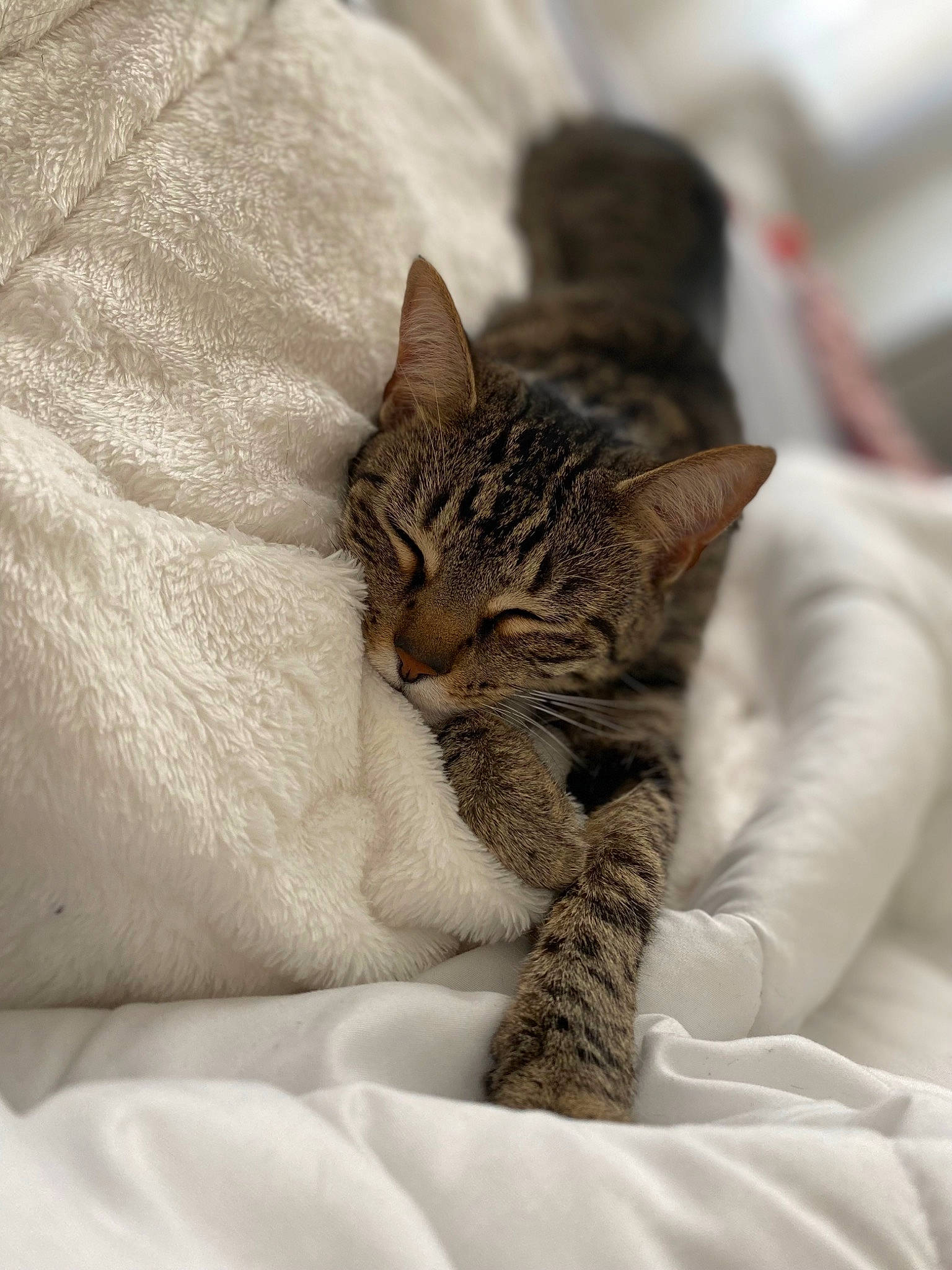 Shookums joined the competition — help win amazing prizes! bed, carnivore, cat, claw, comfort, domestic_short_haired_cat, fawn, felidae, fur, linens, nap, paw, sand, sitting, sleep, small_to_medium_sized_cats, snout, terrestrial_animal, whiskers, wildlife