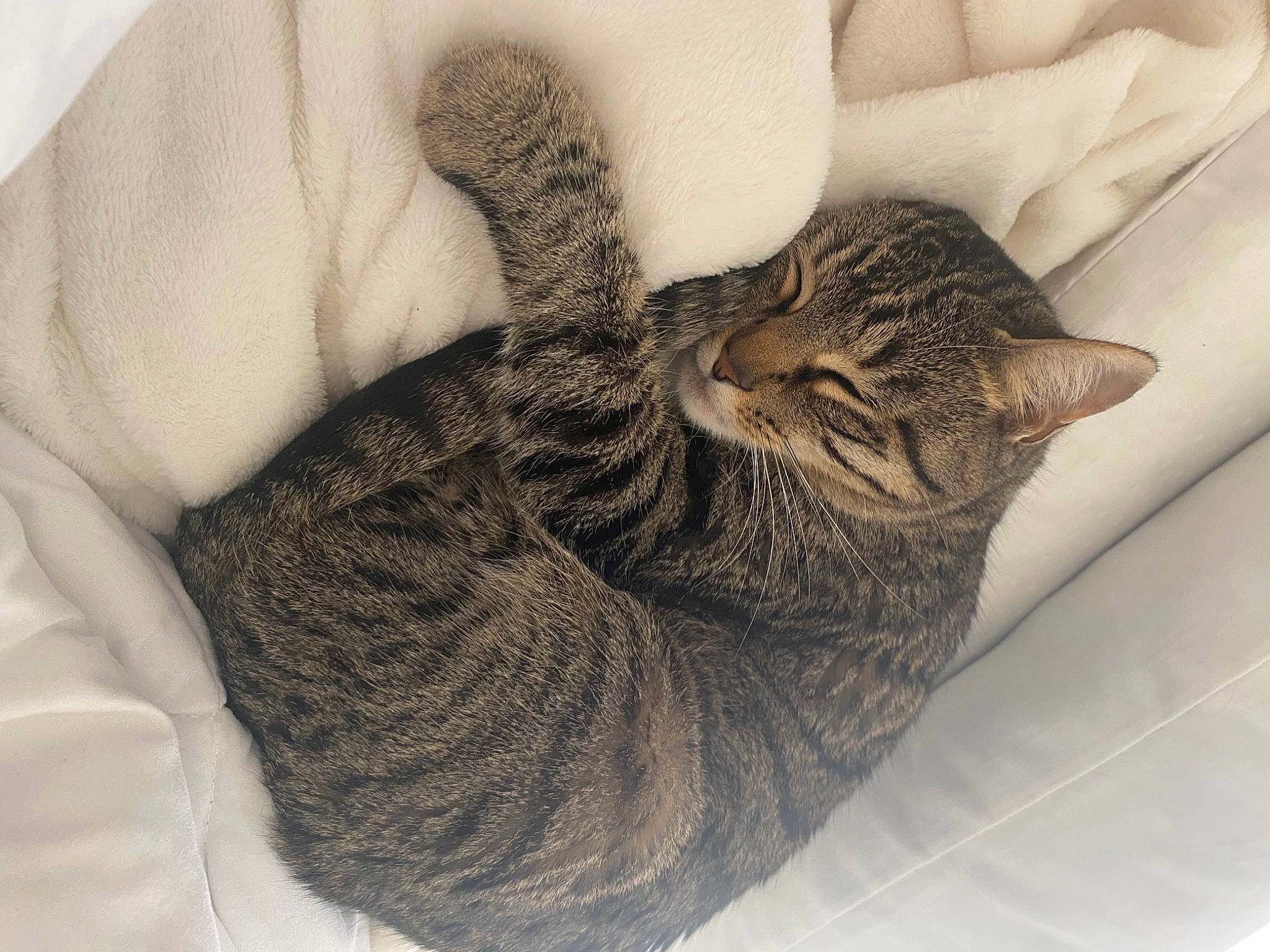 Shookums is registered to the contest to win money with this photo: carnivore, cat, cat_bed, claw, comfort, domestic_short_haired_cat, felidae, fur, gesture, grey, pattern, paw, small_to_medium_sized_cats, tail, terrestrial_animal, thread, tree, whiskers, wool, woolen