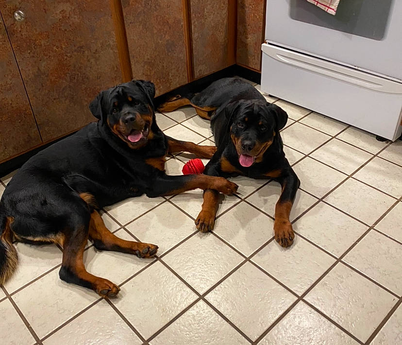 Bear joined the competition — help win amazing prizes! canidae, carnivore, collar, companion_dog, dog, dog_breed, dog_collar, flooring, hunting_dog, liver, metal, pet_supply, rottweiler, snout, sporting_group, tail, terrestrial_animal, working_animal, working_dog