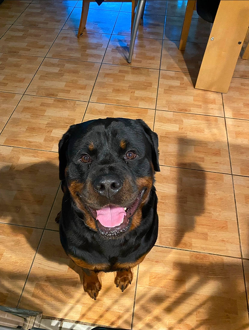 Bear is registered to the contest to win money with this photo: carnivore, chair, collar, companion_dog, dog, dog_breed, dog_collar, fawn, floor, flooring, hardwood, laminate_flooring, leash, liver, pet_supply, snout, wood, wood_flooring, wood_stain, working_animal