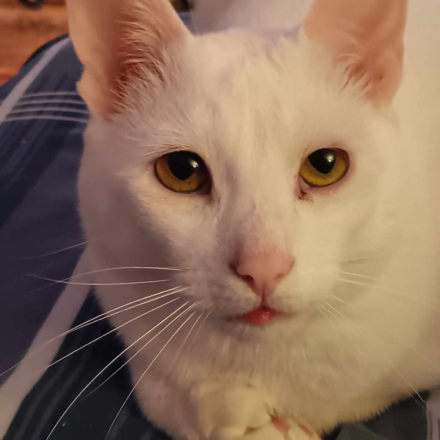 Charlie is registered to the contest to win money with this photo: abyssinian, angora, animal, cat, kitten, manx, pet, siamese