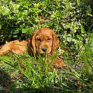Willow is registered to the contest to win money with this photo: adorable, animal, canine, cute, dog, flora, garden, golden_retriever, grass, greenery, leafy_bush, nature, outdoor, pet, puppy, relaxing, small_dog, summer, sunlight, young_dog