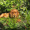adorable, animal, canine, cute, dog, flora, garden, golden_retriever, grass, greenery, leafy_bush, nature, outdoor, pet, puppy, relaxing, small_dog, summer, sunlight, young_dog