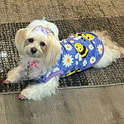 Zoey is registered to the contest to win money with this photo: adorable, animal, bee_pattern, bow, collar, cute, daisy_pattern, dog, domestic_animal, fashion, fluffy, fur, indoor, lying_down, pet, pink_nails, purple_outfit, rug, small_dog, wooden_floor