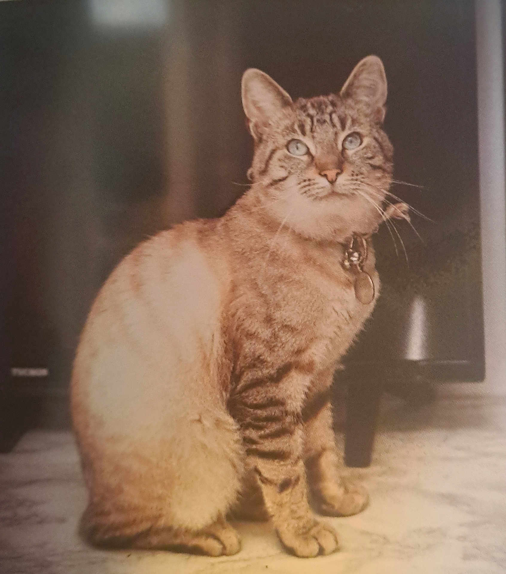 Stitch participe au concours pour gagner de l'argent avec cette photo : cat, tabby_cat, pet, portrait, sitting, whiskers, blue_eyes, collar, tag, fur, indoor, floor, television, shadow, ears, paws, tail, feline, domestic_animal, curious
