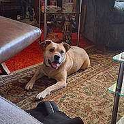 Bandit joined the competition — help win amazing prizes! dog, bulldog, pet, animal, sitting, lying_down, smiling, tongue, indoors, living_room, rug, furniture, couch, coffee_table, shelf, carpet, home, portrait, brown_and_white, happy
