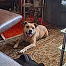 dog, bulldog, pet, animal, sitting, lying_down, smiling, tongue, indoors, living_room, rug, furniture, couch, coffee_table, shelf, carpet, home, portrait, brown_and_white, happy