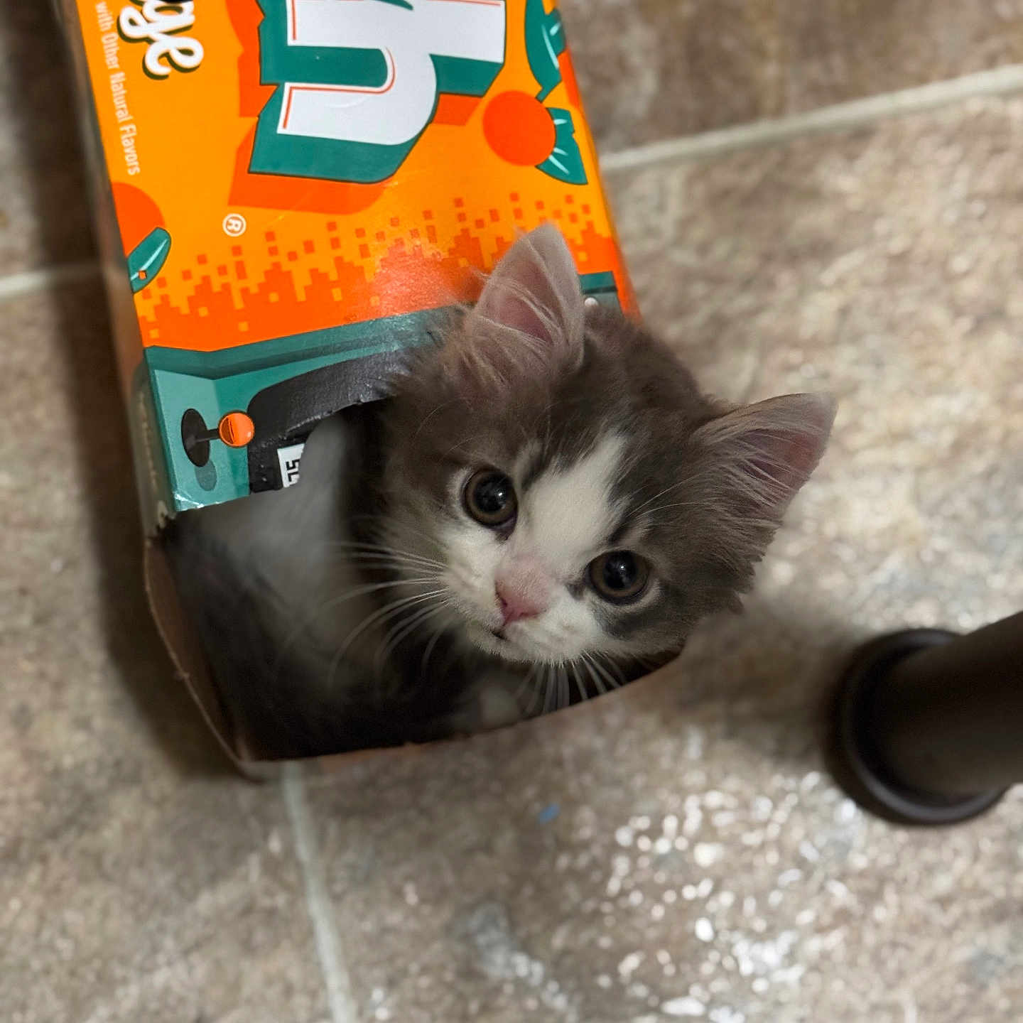 Smokey is registered to the contest to win money with this photo: abyssinian, alloywheel, angora, animal, can, car, carwheel, cat, clothing, hat, kitten, machine, manx, pet, spoke, tin, tire, transportation, vehicle, wheel