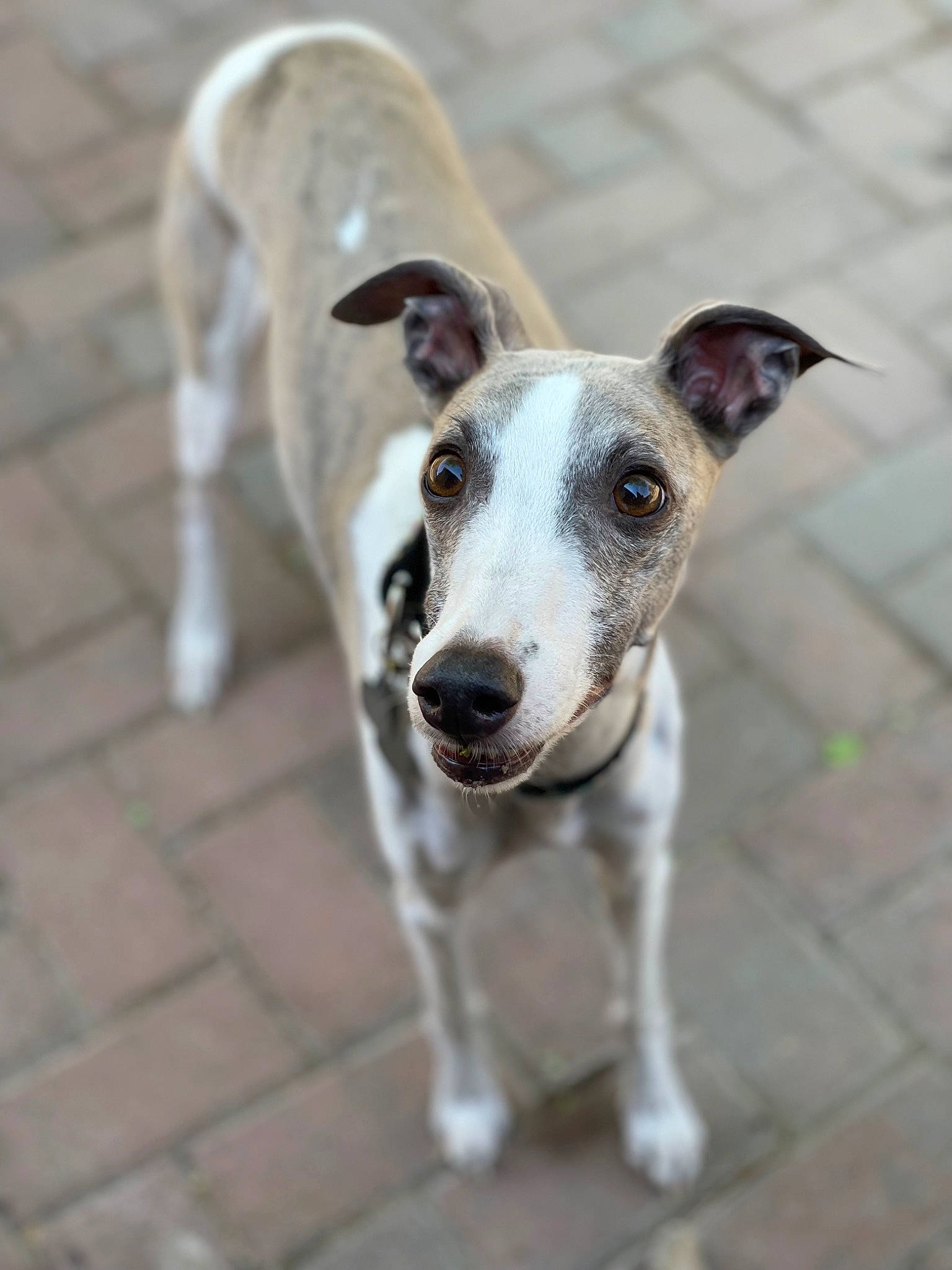 Nova is registered to the contest to win money with this photo: bone, canidae, carnivore, companion_dog, dog, dog_breed, drinkware, fawn, grey, magyar_agar, pet_supply, rampur_greyhound, serveware, sighthound, snout, sporting_group, street_dog, terrestrial_animal, whiskers, working_animal