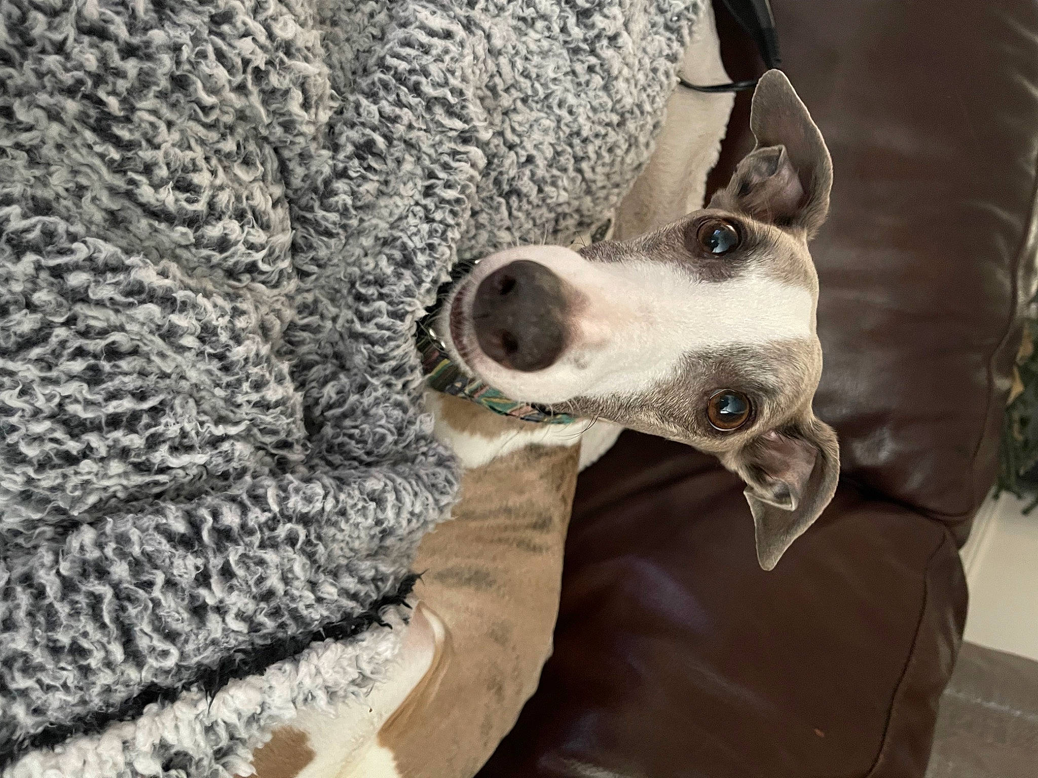 Nova joined the competition — help win amazing prizes! canidae, carnivore, collar, companion_dog, dalmatian, dog, dog_breed, dog_collar, fur, monochrome, monochrome_photography, non_sporting_group, pattern, snout, sporting_group, whiskers, woolen, working_animal