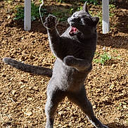 Fripouille a rejoint le concours — aidez-le/la à gagner de superbes lots ! cat, gray_cat, playful, outdoor, soil, string, ribbon, paw, standing, sunlight, animal, pet, feline, whiskers, tail, ears, mouth_open, play, nature, chair_leg