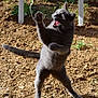cat, gray_cat, playful, outdoor, soil, string, ribbon, paw, standing, sunlight, animal, pet, feline, whiskers, tail, ears, mouth_open, play, nature, chair_leg