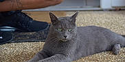 Fripouille participe au concours pour gagner de l'argent avec cette photo : cat, grey_cat, animal, pet, outdoor, pavement, relaxed, feline, whiskers, green_eyes, person, sneakers, shoe, shorts, tattoo, resting, close_up, daylight, nature, calm