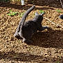 Fripouille participe au concours pour gagner de l'argent avec cette photo : cat, gray_cat, playing, outdoor, dirt, shadow, paw, tail, tattoo, hand, string, grass, sunlight, animal, pet, ground, nature, feline, crouching, playful