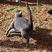 Fripouille participe au concours pour gagner de l'argent avec cette photo : active, alert, animal, cat, dirt, fur, grass, gray_cat, ground, human_hand, leaping, movement, nature, outdoor, pet, playing, shadow, stick, sunlight, tail