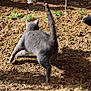 cat, gray_cat, outdoor, dirt, playing, animal, pet, tail, fur, leaping, sunlight, shadow, grass, human_hand, stick, nature, active, movement, ground, alert