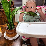 Sunflower is registered to the contest to win money with this photo: baby, child, high_chair, plant, leaf, potted_plant, table, indoor, curious, green, furniture, wooden_table, clothing, person, face, hand, expression, smiling, seat, home