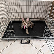 Aria participe au concours pour gagner de l'argent avec cette photo : animal, black_tray, cage, cat, curious, cute, empty_cage, floor, indoor, kitten, looking_at_camera, metal_cage, pet, pets, small_animal, tabby, tile_floor, tongue_out, wide_eyes, young_cat