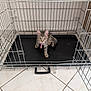 animal, black_tray, cage, cat, curious, cute, empty_cage, floor, indoor, kitten, looking_at_camera, metal_cage, pet, pets, small_animal, tabby, tile_floor, tongue_out, wide_eyes, young_cat