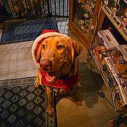 Sadie joined the competition — help win amazing prizes! dog, golden_retriever, red_hood, indoor, rug, floor, gate, two_dogs, collectibles, mickey_mouse, toys, cabinet, wooden_floor, smiling_dog, pet, animal, happy, decor, sitting, curious