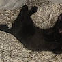 black_cat, kitten, sleeping, fluffy_rug, indoor, pet, animal, cute, cozy, relaxed, feline, small, fur, whiskers, tail, paws, resting, domestic_cat, adorable, home