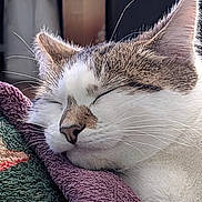 Pesto is registered to the contest to win money with this photo: animal, cat, close_up, comfort, cozy, ears, face, fur, indoor, nap, nose, peaceful, pet, quiet, relaxation, resting, sleeping, soft_texture, towel, whiskers