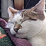 animal, cat, close_up, comfort, cozy, ears, face, fur, indoor, nap, nose, peaceful, pet, quiet, relaxation, resting, sleeping, soft_texture, towel, whiskers