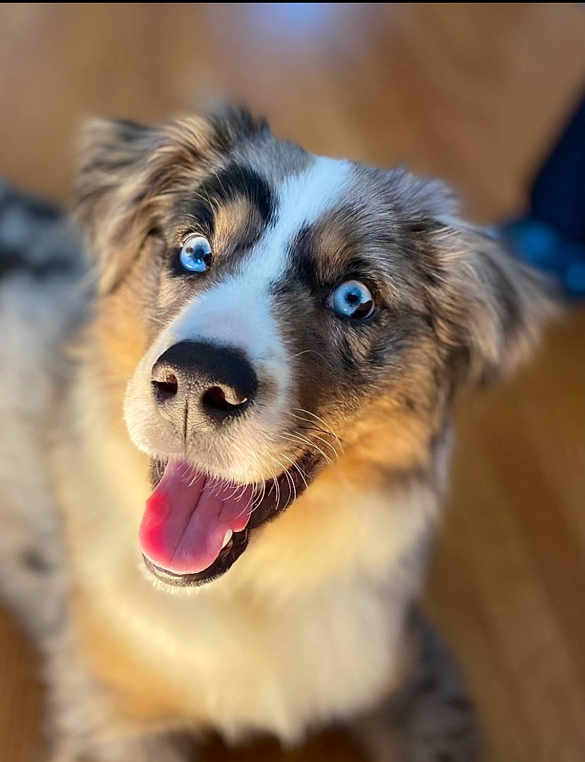 Reign is registered to the contest to win money with this photo: ancient_dog_breeds, canidae, carnivore, collar, companion_dog, dog, dog_breed, eye, fur, head, herding_dog, plant, puppy, sled_dog, snout, sporting_group, terrestrial_animal, whiskers, wildlife, working_dog