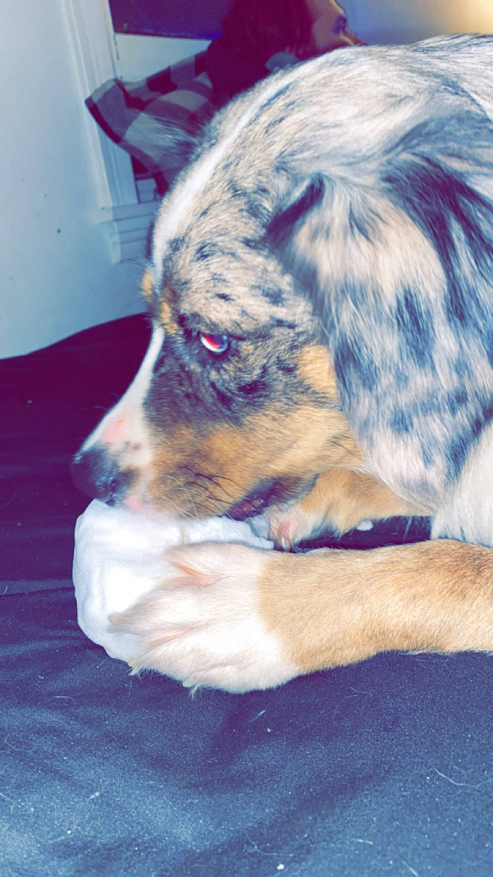 Reign joined the competition — help win amazing prizes! canidae, carnivore, companion_dog, dog, dog_breed, electric_blue, eye, fawn, fur, guard_dog, herding_dog, jaw, paw, snout, sporting_group, terrestrial_animal, texas_heeler, whiskers, working_animal, working_dog