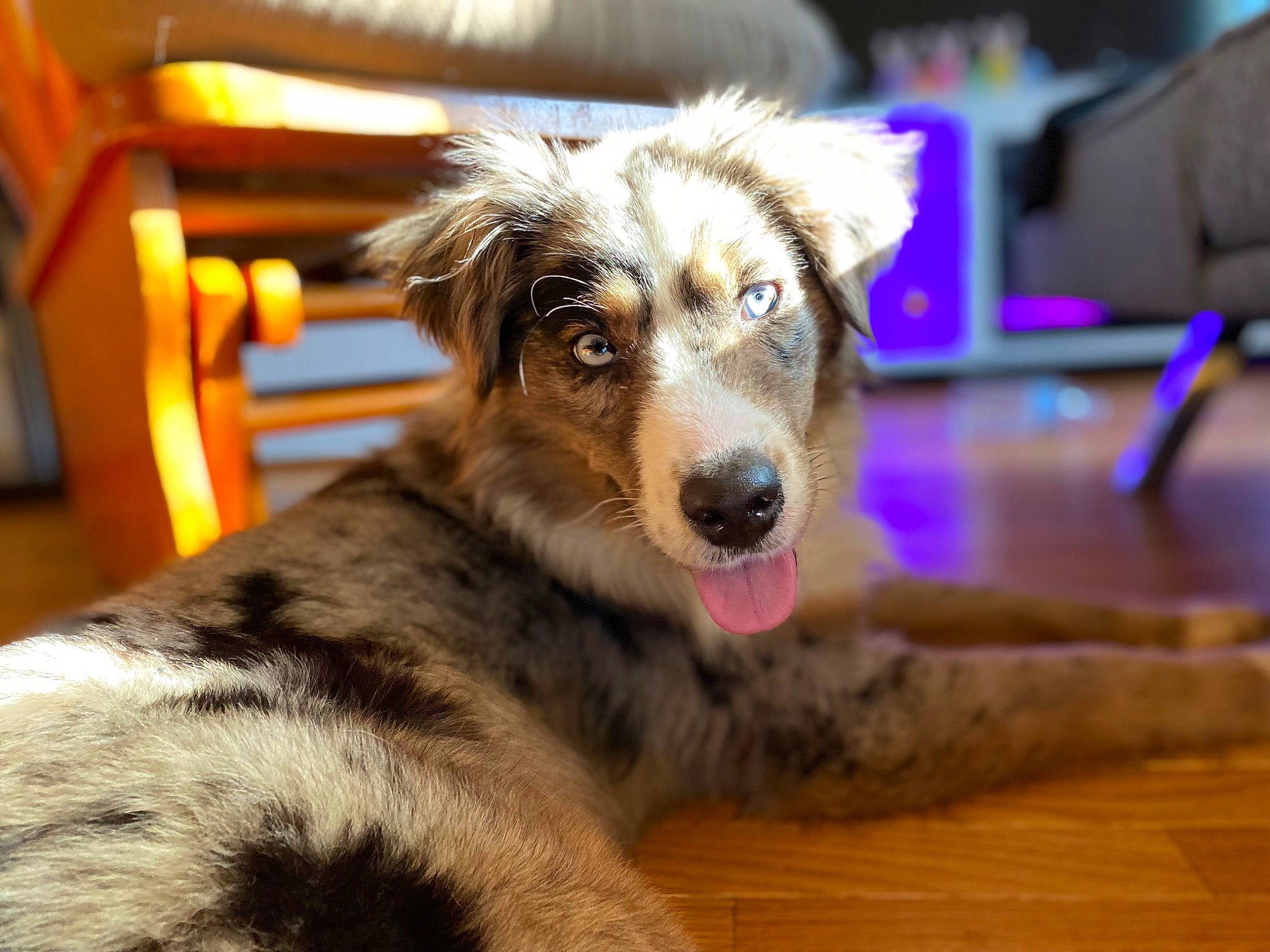 Reign joined the competition — help win amazing prizes! canidae, carnivore, chair, companion_dog, dog, dog_breed, flooring, fur, hardwood, herding_dog, plant, snout, sporting_group, terrestrial_animal, texas_heeler, whiskers, wood, working_dog