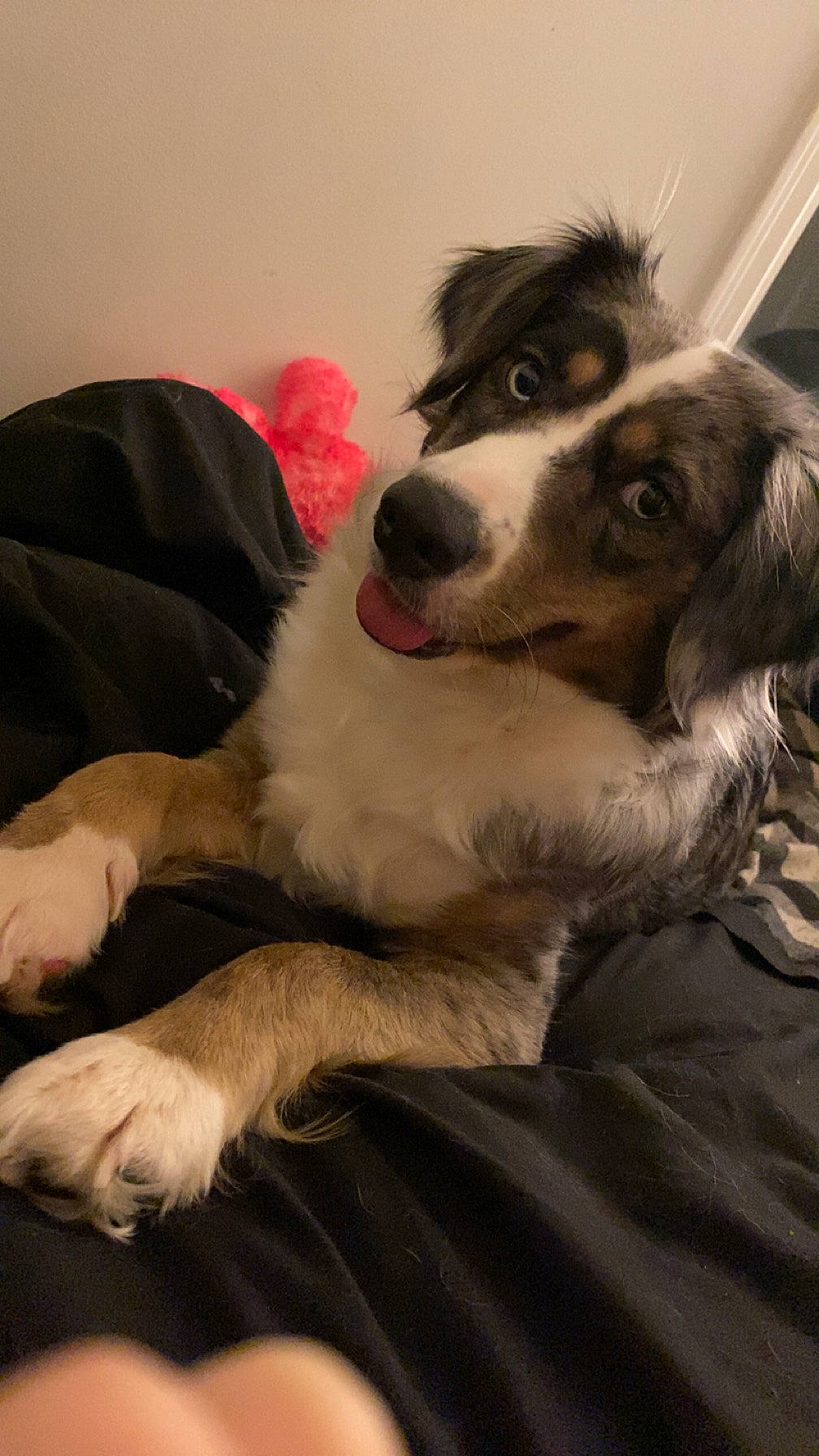 Reign joined the competition — help win amazing prizes! border_collie, canidae, carnivore, comfort, companion_dog, couch, dog, dog_breed, fur, herding_dog, paw, snout, sporting_group, whiskers, working_dog