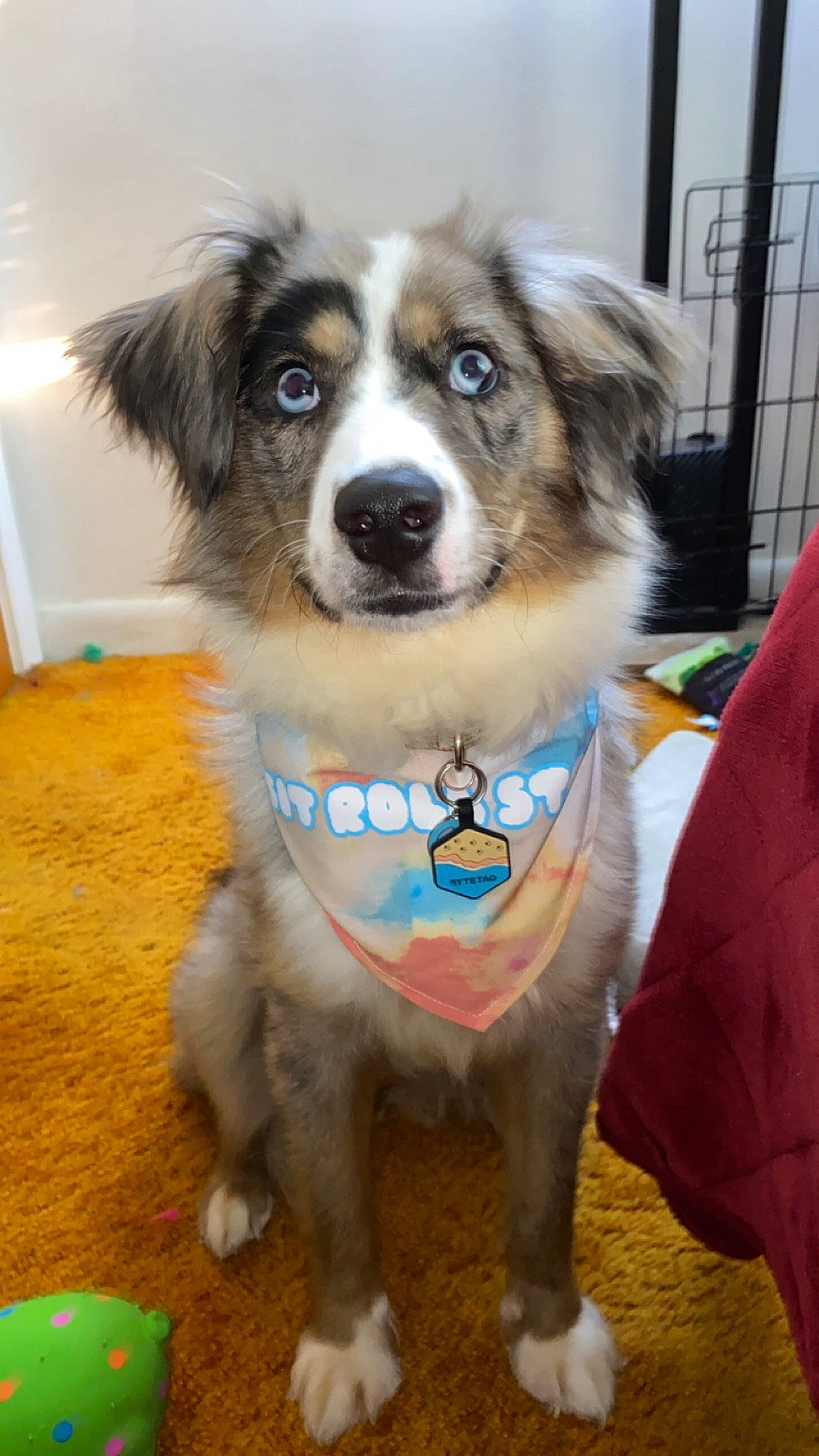 Reign joined the competition — help win amazing prizes! art, canidae, carnivore, collar, companion_dog, dog, dog_breed, dog_collar, dog_supply, flooring, fur, herding_dog, papillon, plant, snout, sporting_group, toy_dog, whiskers, working_animal, working_dog