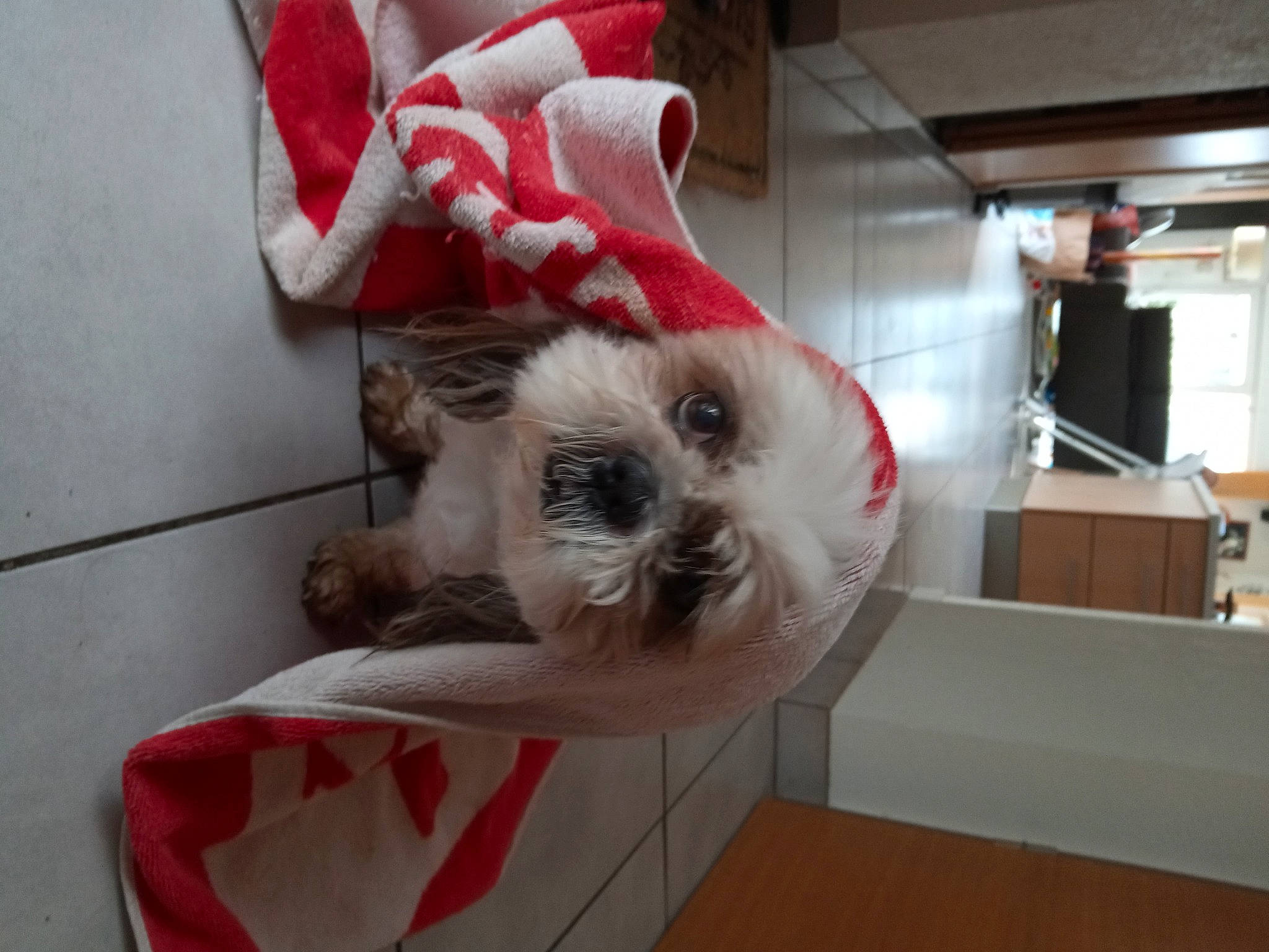 Doogly participe au concours pour gagner de l'argent avec cette photo : canidae, carmine, carnivore, comfort, companion_dog, couch, dog, dog_breed, dog_supply, event, fawn, felidae, fur, linens, pet_supply, snout, sporting_group, toy_dog, whiskers, working_animal