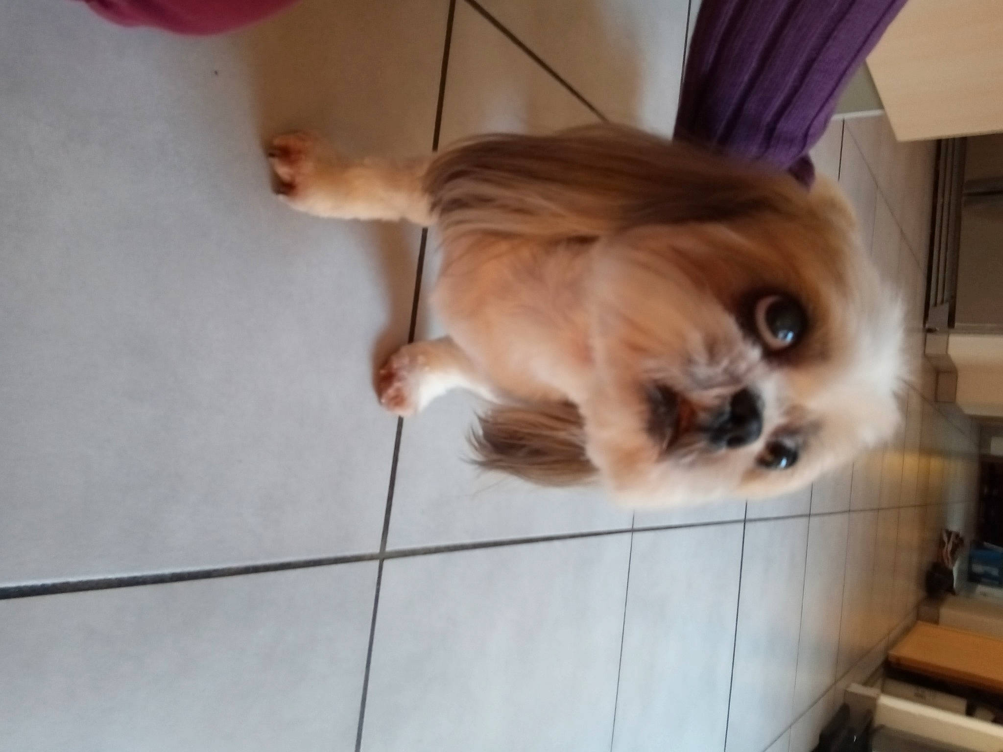 Doogly participe au concours pour gagner de l'argent avec cette photo : carnivore, companion_dog, dog, dog_breed, fawn, felidae, floor, flooring, fur, hardwood, liver, pekingese, small_to_medium_sized_cats, snout, tail, tile_flooring, toy_dog, whiskers, wood, working_animal