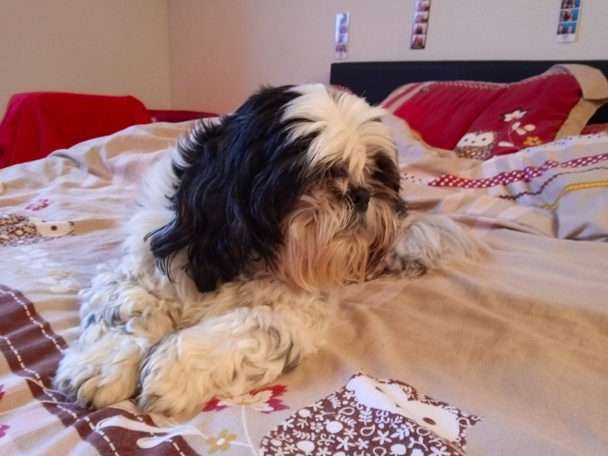 Héros participe au concours pour gagner de l'argent avec cette photo : canidae, carnivore, comfort, companion_dog, dog, dog_breed, dog_supply, fawn, fur, liver, maltepoo, shih_poo, shih_tzu, small_terrier, snout, sporting_group, terrier, toy_dog, water_dog, working_animal