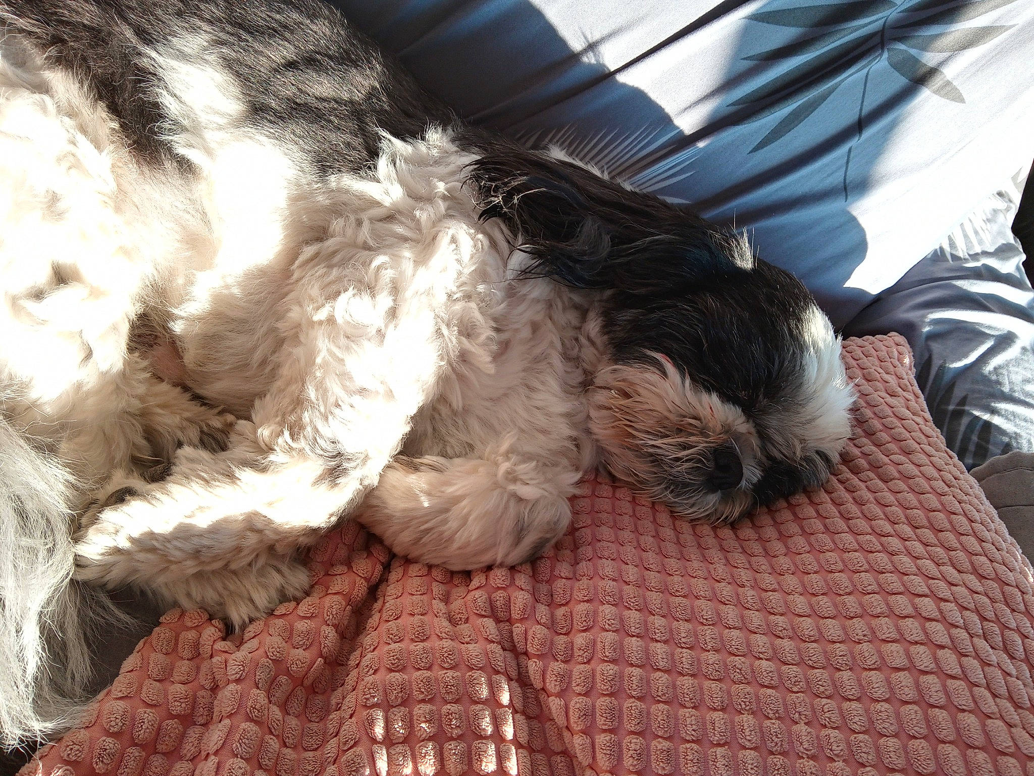 Héros a rejoint le concours — aidez-le/la à gagner de superbes lots ! canidae, carnivore, cloud, comfort, companion_dog, corn_on_the_cob, dog, dog_breed, dog_collar, fur, liver, schnauzer, snout, spaniel, sporting_group, tail, terrier, toy_dog, whiskers, working_animal