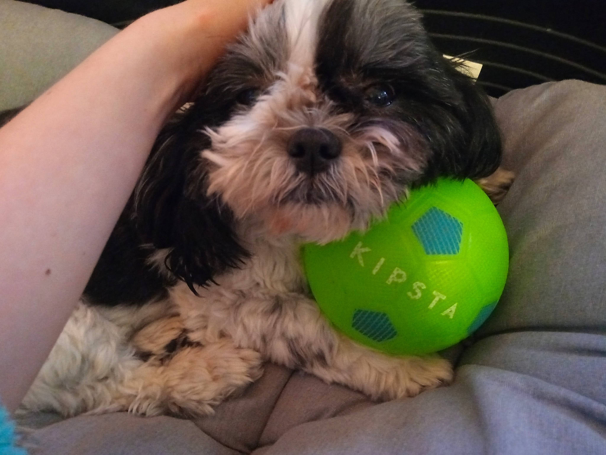 Héros participe au concours pour gagner de l'argent avec cette photo : ball, canidae, carnivore, comfort, companion_dog, dog, dog_breed, dog_supply, fur, grass, liver, personal_protective_equipment, shih_poo, shih_tzu, snout, sporting_group, sports_equipment, tennis_ball, toy_dog, working_animal