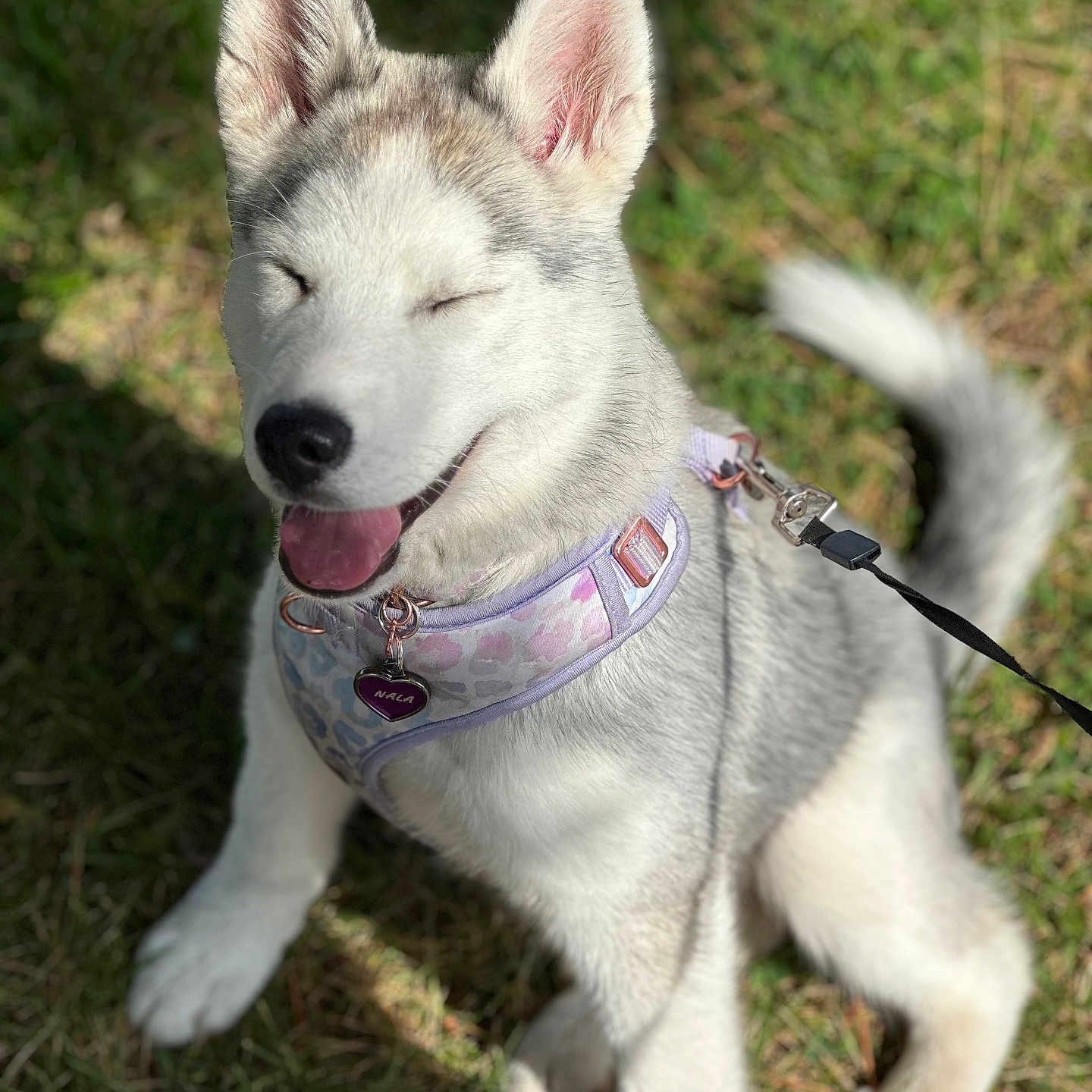 Nala is registered to the contest to win money with this photo: accessories, animal, bodypart, canine, collar, dog, eskimodog, grass, husky, leash, mouth, outdoors, person, pet, plant, puppy, snout, strap, tongue, whitedog