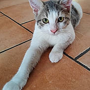 Ponpon a rejoint le concours — aidez-le/la à gagner de superbes lots ! abyssinian, accessories, angora, animal, canine, cat, dog, flagstone, hardwood, husky, kitten, manx, path, pet, siamese, slate, strap, tile, walkway, wood