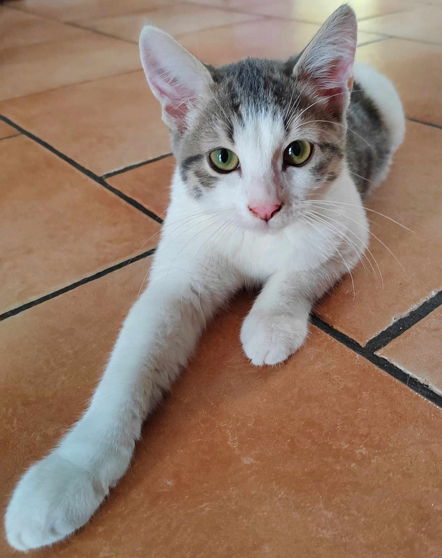 Ponpon a rejoint le concours — aidez-le/la à gagner de superbes lots ! abyssinian, accessories, angora, animal, canine, cat, dog, flagstone, hardwood, husky, kitten, manx, path, pet, siamese, slate, strap, tile, walkway, wood